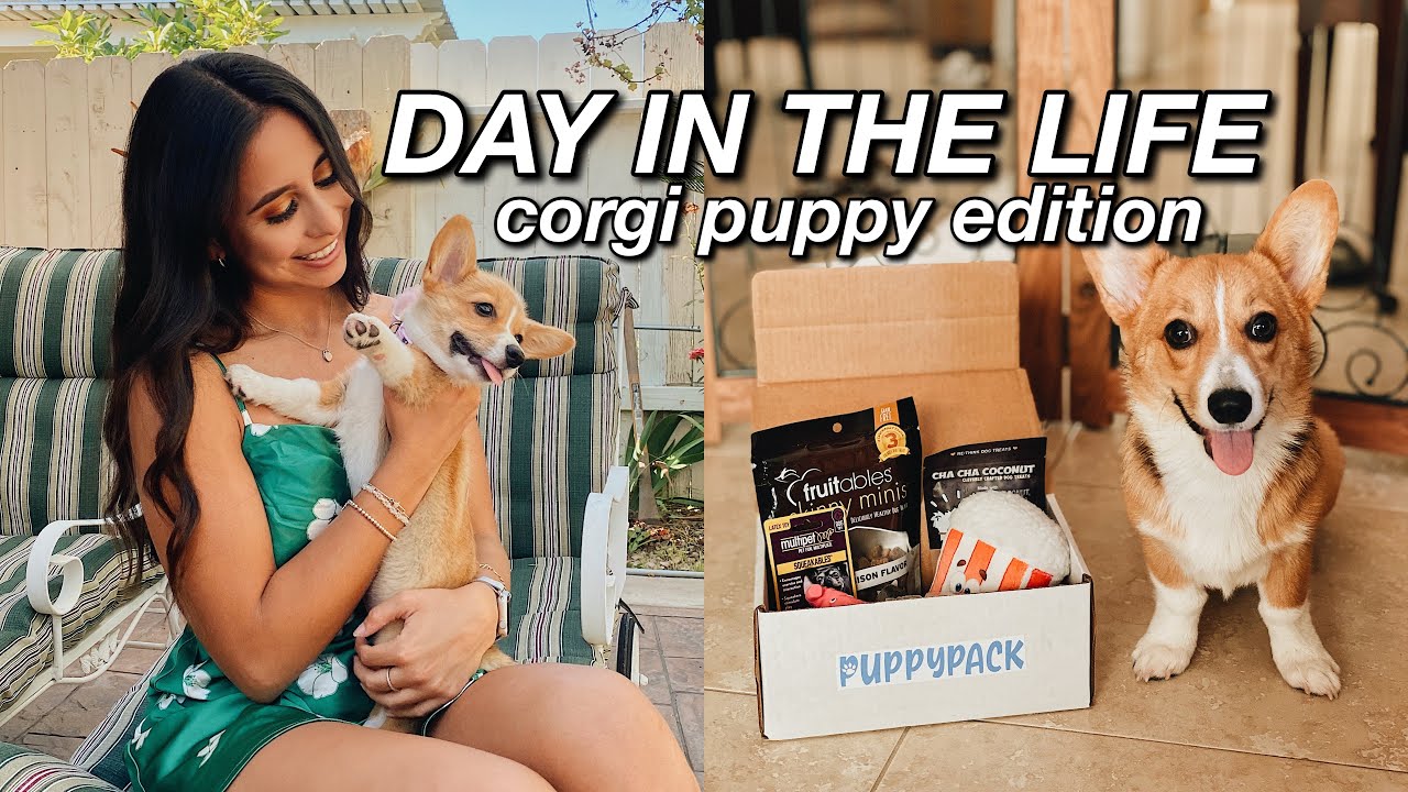DAY IN MY LIFE WITH A PUPPY Corgi Edition- PuppyPack Unboxing, Puppy Playtime, Tips for Puppy Owners