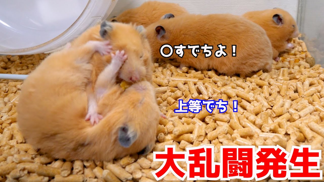 【放送事故】撮影中に突然大乱闘が始まりました