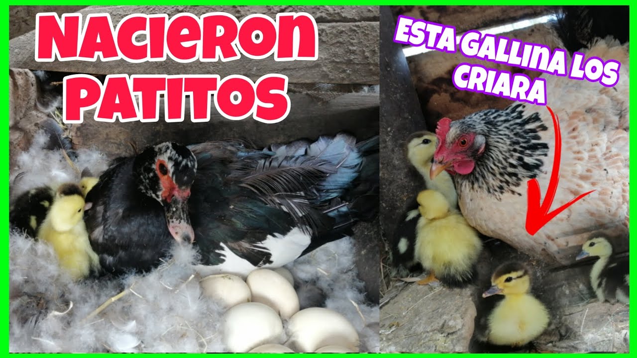 Una GALLINA terminará de CRIAR A LOS PATITOS RECIÉN nacidos...🐣