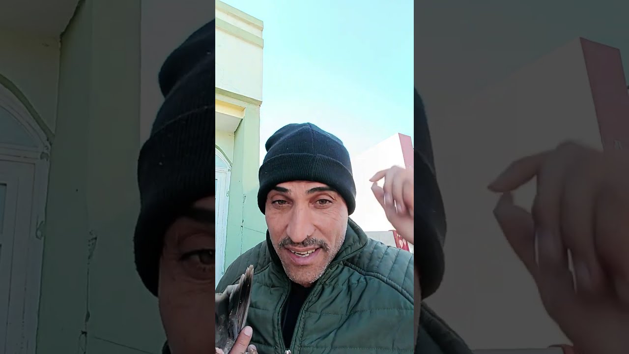 شلون تثبت الفرخات وشوكت تبدي تفر بيهن واهم فقرة هي فقرة بتر ذيل الطير