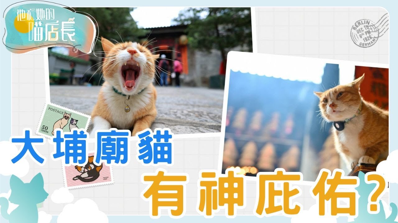 那些藏在「文武廟」的貓咪故事 文武廟的人氣廟貓｜他和她的喵店長｜炎明熹｜貓｜TVB | Gigi