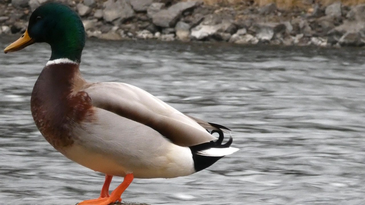Mallard Duck Drake with grey curl turning his back on us & preening on a February morning (4K)
