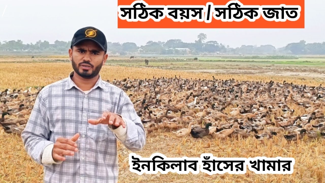 নতুন হাঁস চাষীদের জন্য সঠিক হাঁস বাছাই গাইড | Khaki Campbell Duck,ইনকিলাব হাঁসের খামার #duck 
