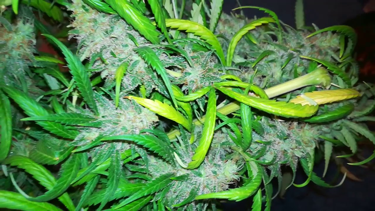 proper nug laden super hindu kush