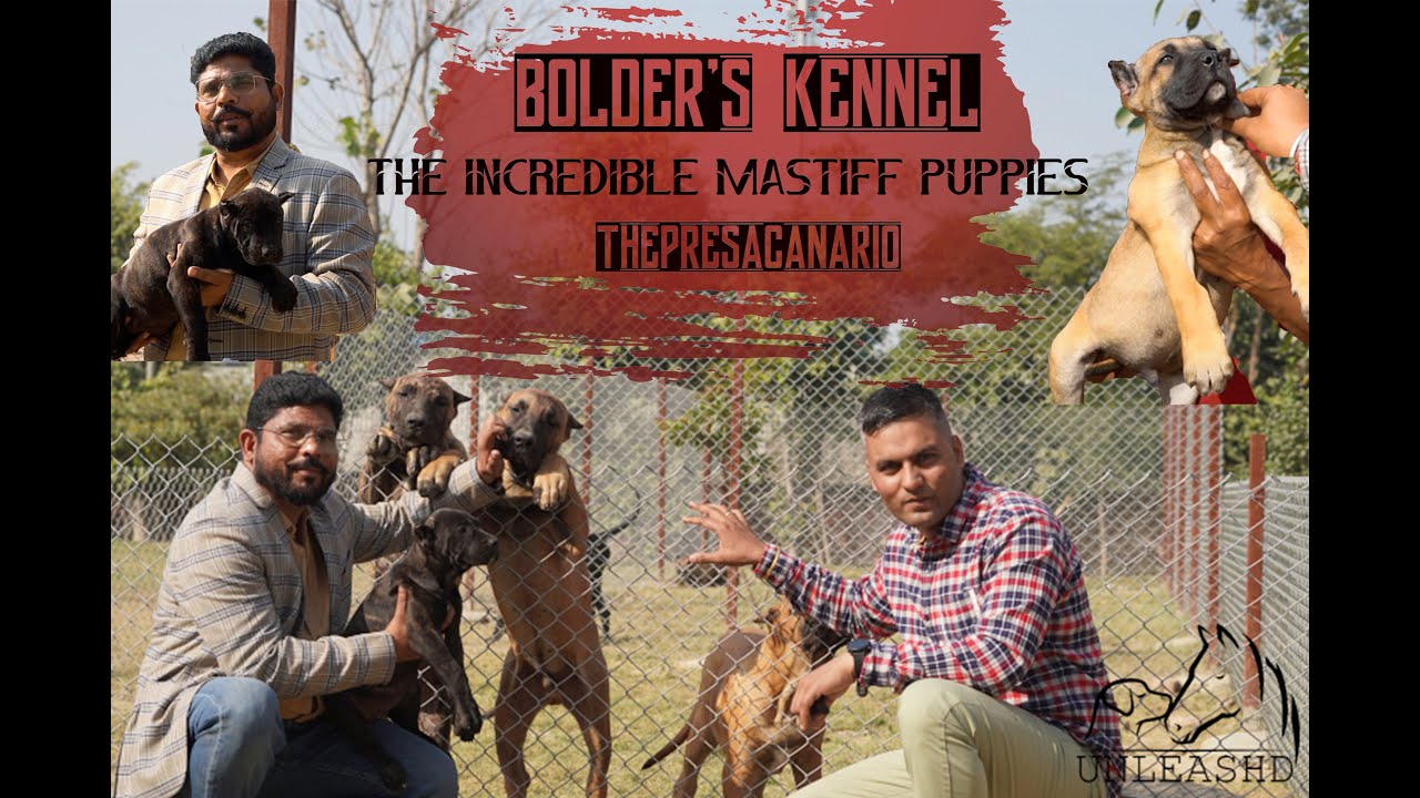 THE INCREDIBLE MASTIFF PUPPIES | The Presa Canario | BOLDER’S Kennel