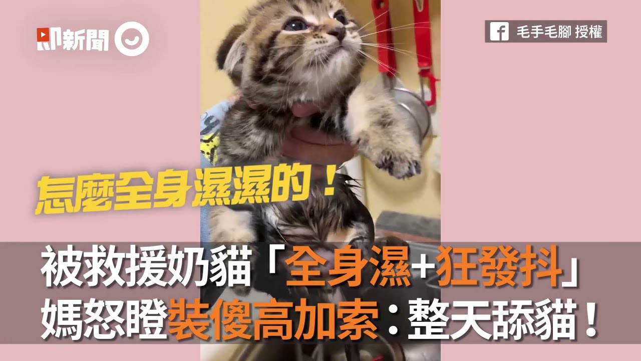 被救援奶貓「全身濕+狂發抖」媽怒瞪裝傻高加索：整天舔貓！｜寵物動物｜狗狗｜虎斑貓｜精選影片