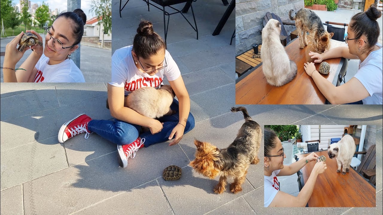 BİR SEN EKSİKTİN MİNİK KAPLUMBAĞACIK / NE ARARSAN VAR