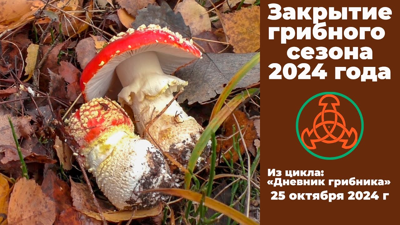 Закрытие грибного сезона 2024 года. Дневник грибника 25 октября 2024 года.