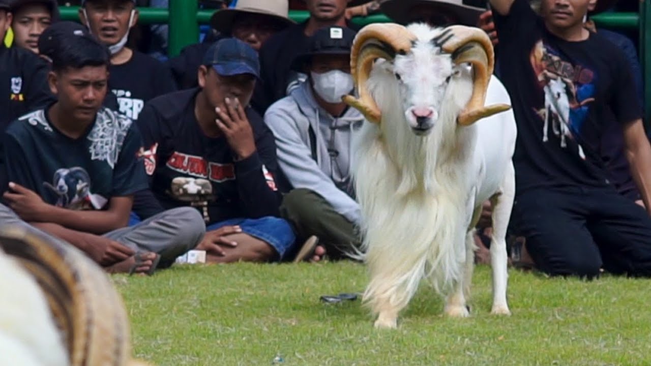 KERAMAIAN KONTES DOMBA GARUT || Bule Dogar Kota Bandung
