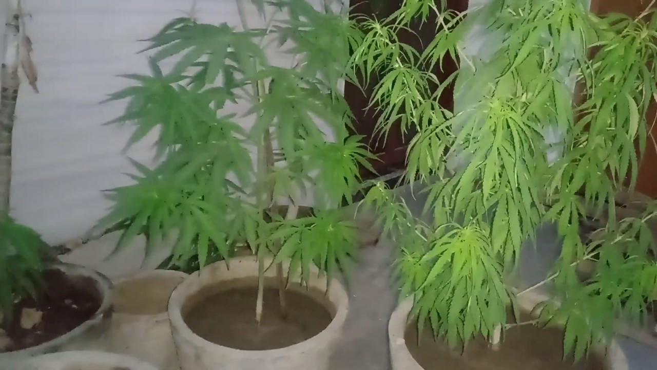How to grow weed in lockdown without proper set up and wether#India