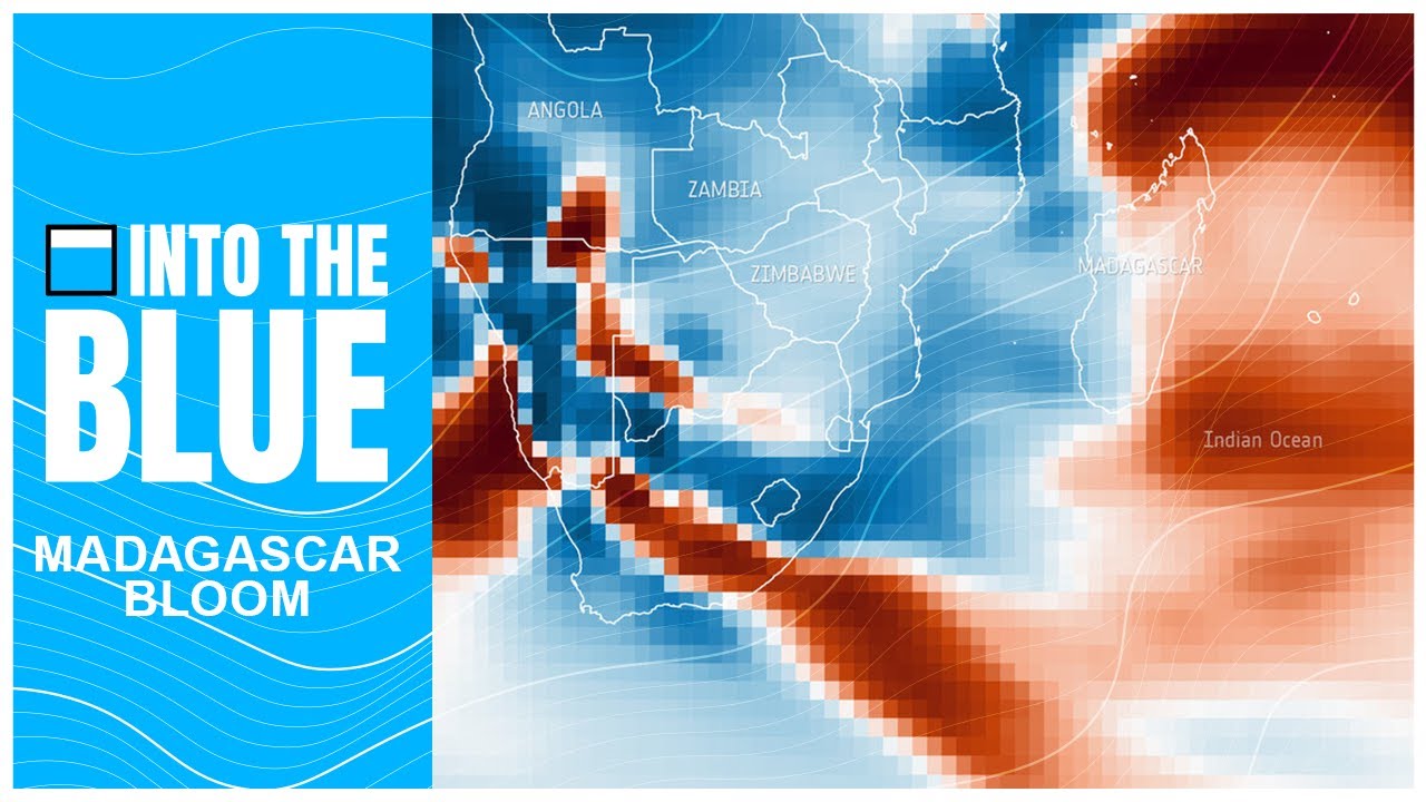 How an Unusual 'Bloom' Positively Affected Marine Life and the Atmosphere | Into the Blue Podcast