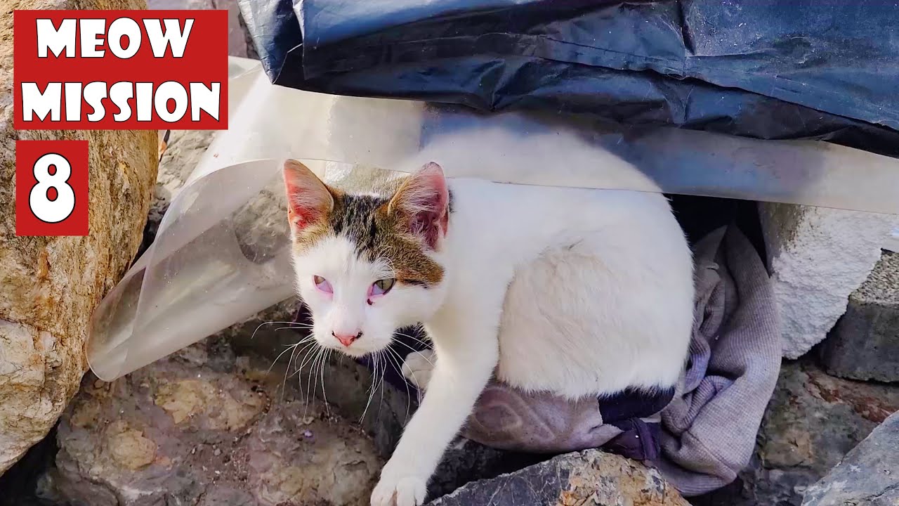 In the eyes of a rescued cat, you see what love without words truly means.