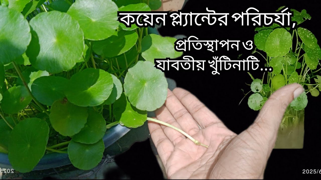 কিভাবে কয়েন প্লান্ট প্রতিস্থাপন করবেন?ওসম্পূর্ণ পরিচর্যা/#garden  #plant #coin plant#houseplants 