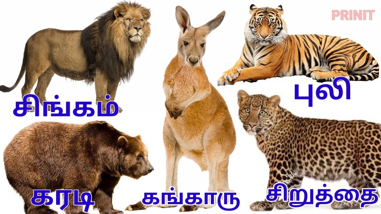 Animals name and sound / learning animals name/விலங்குகளின் பெயர்கள் மற்றும் ஓசை|@PRINIT1419