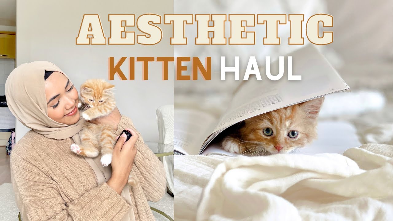 Aesthetic Cat Essentials Haul! PetsatHome, Poundland, B&M, Aldi & The Range 😺