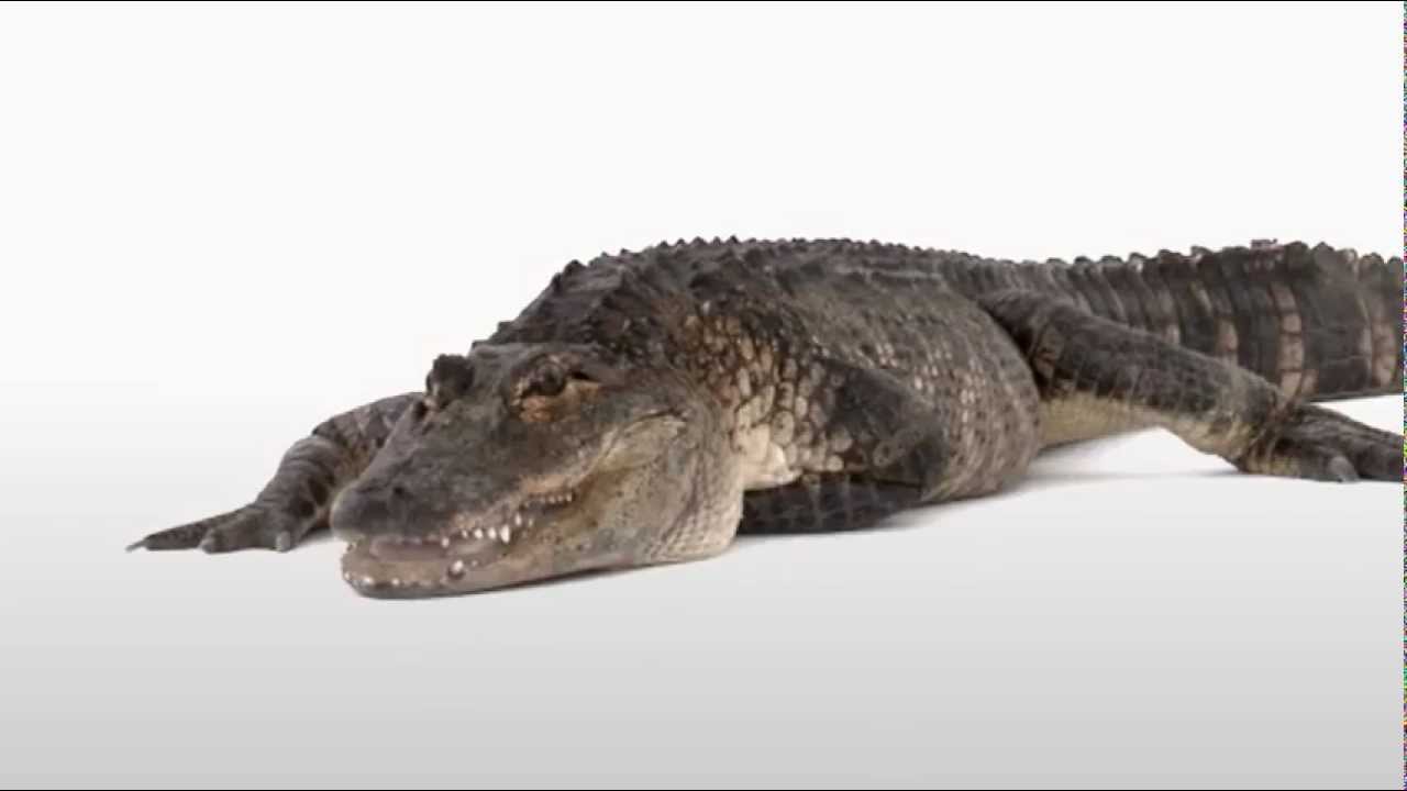 Where's My Water Trailer #1