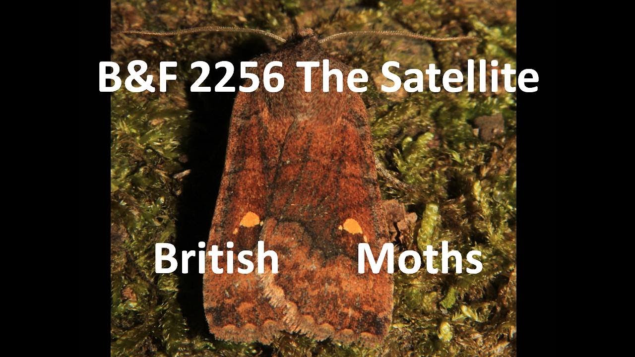 The Satellite Eupsilia transversa