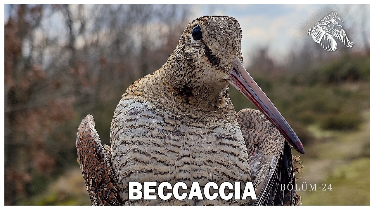 Çulluk Peşinde | Bölüm 24 – Caccia alla Beccaccia