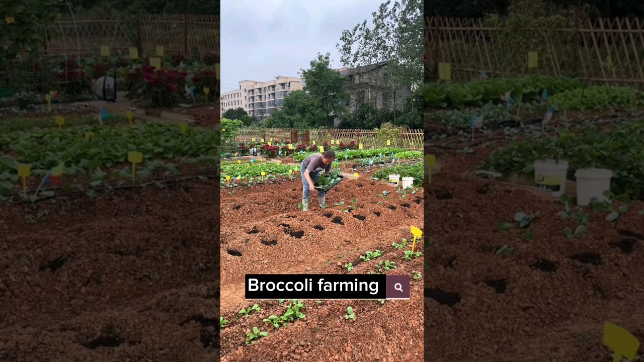 Broccoli Farming Techniques #satisfying #shortsvideo