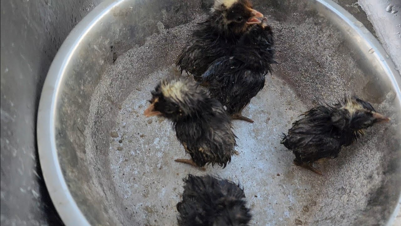 QUASE MORRERAM CAÍRAM NO BURACO 