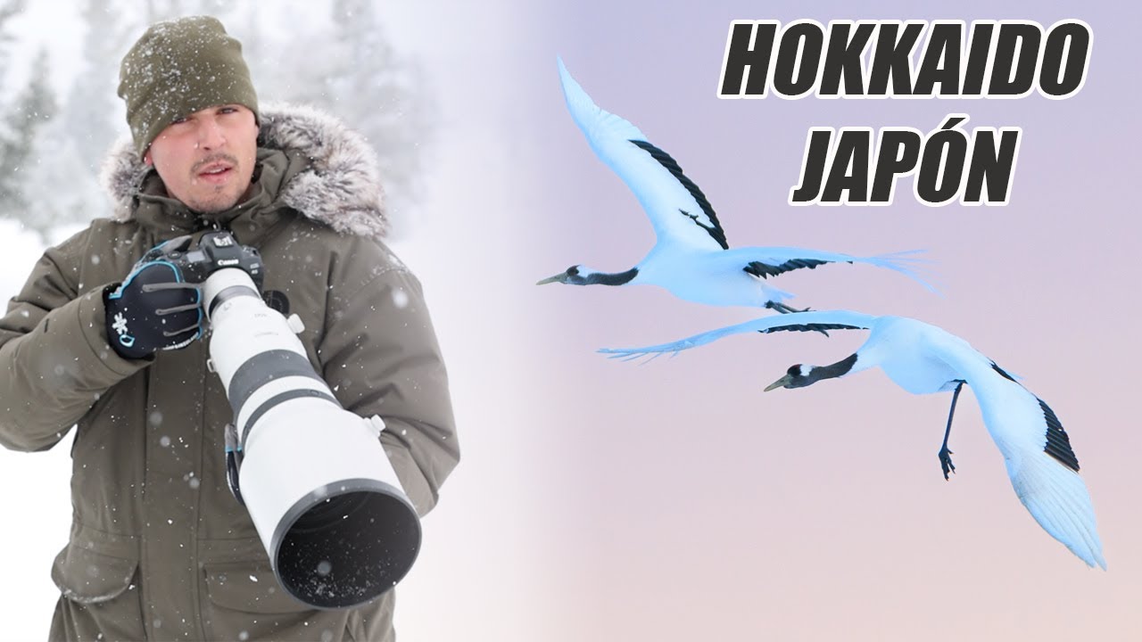 Fauna de JAPÓN - Fotografiando los animales de HOKKAIDO