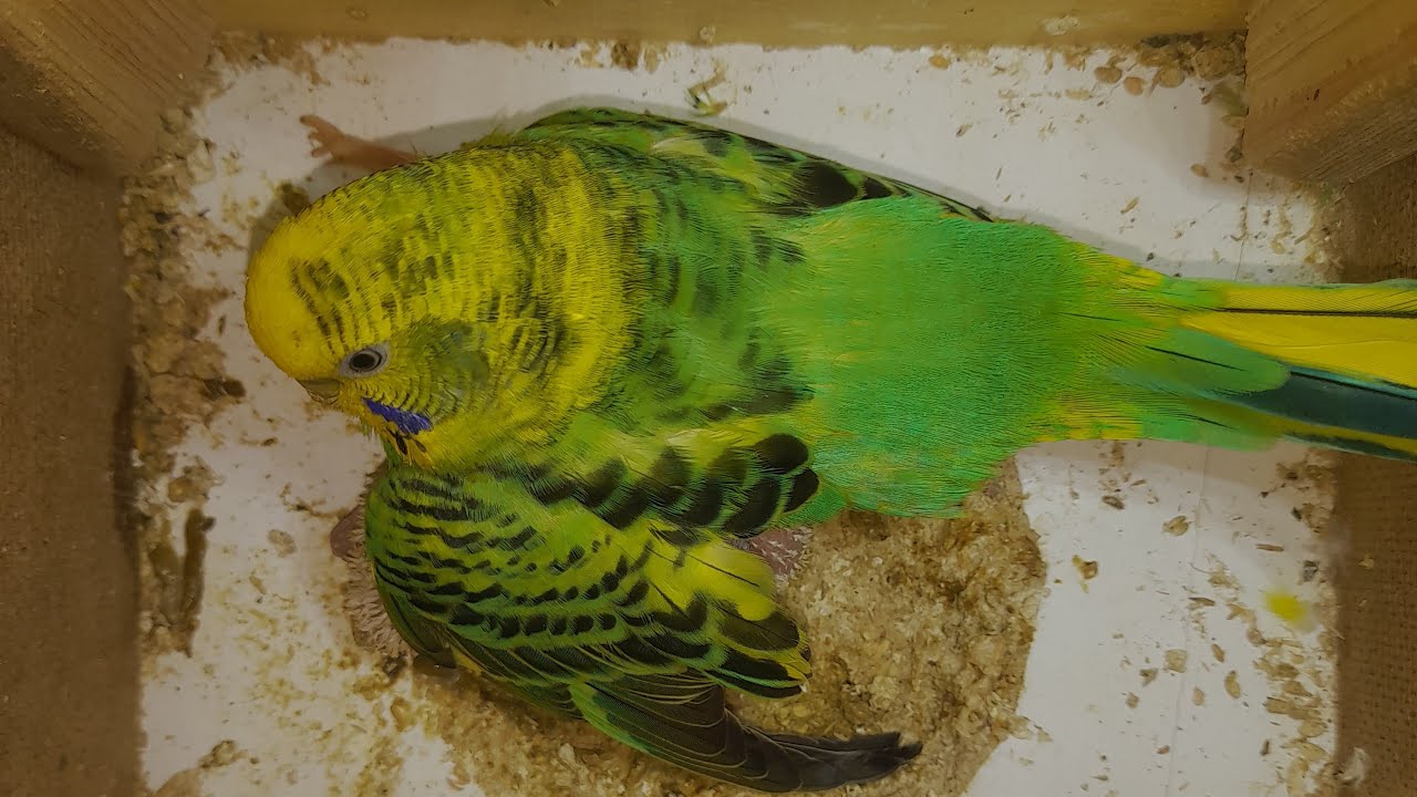 Happy Parrots TV  02.03.2026