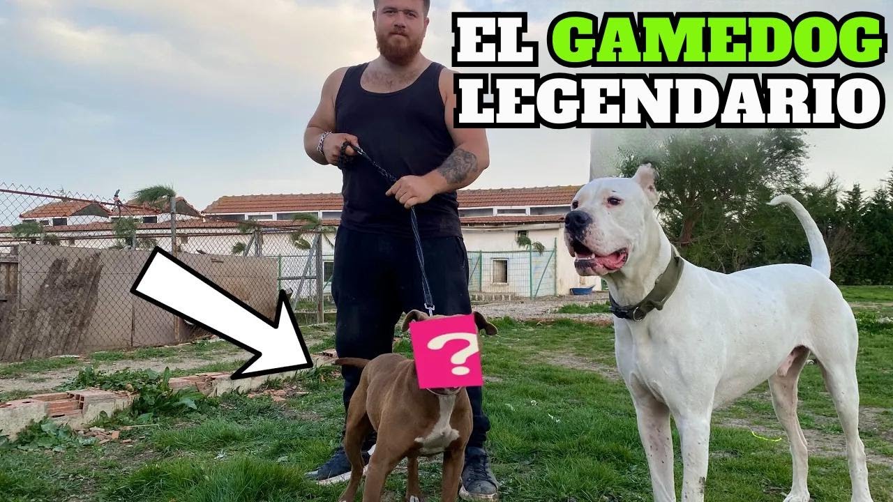 ¡Nuevo perro Gamedog Rednose, una máquina total!