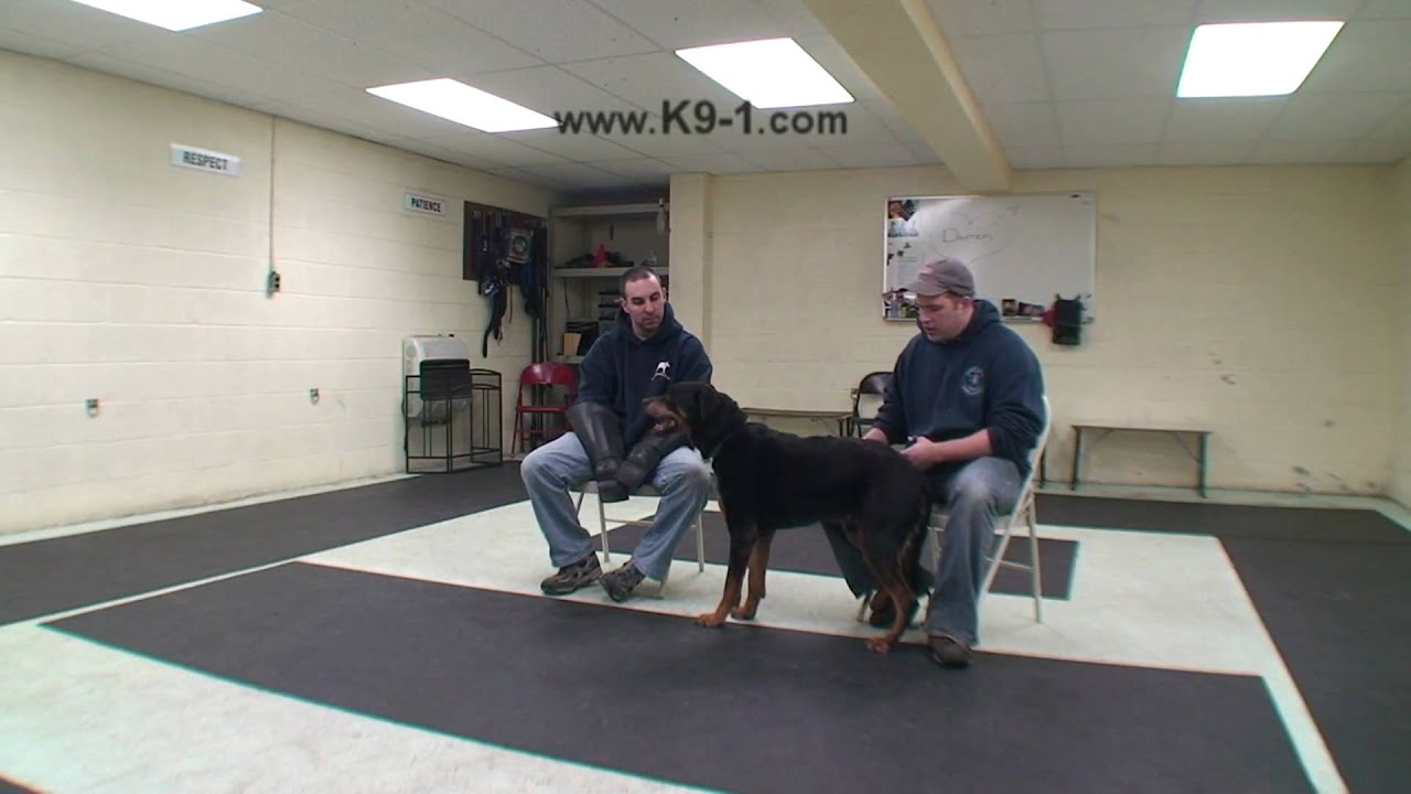 Flooding in Dog Training - Darren part 2 (k9-1)