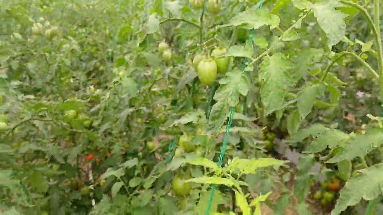 Deficiencia de nutrientes en el cultivo de tomate