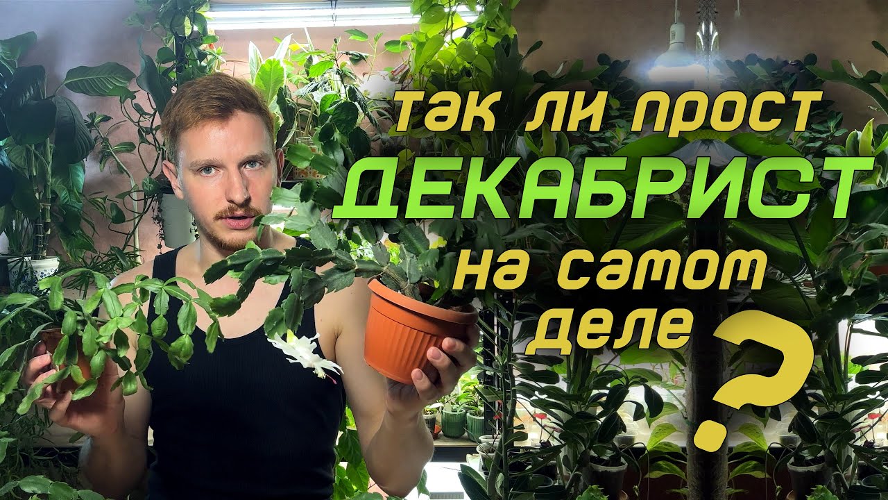 Вы уверены, что знаете Декабрист? Шлюмбергера и ее удивительное семейство!