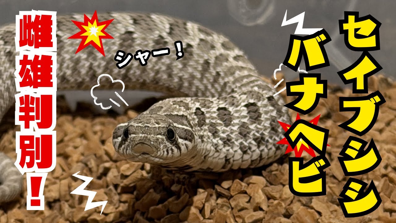 【誰でもわかる】セイブシシバナヘビの雌雄判別。長さと太さがこれだけ違います