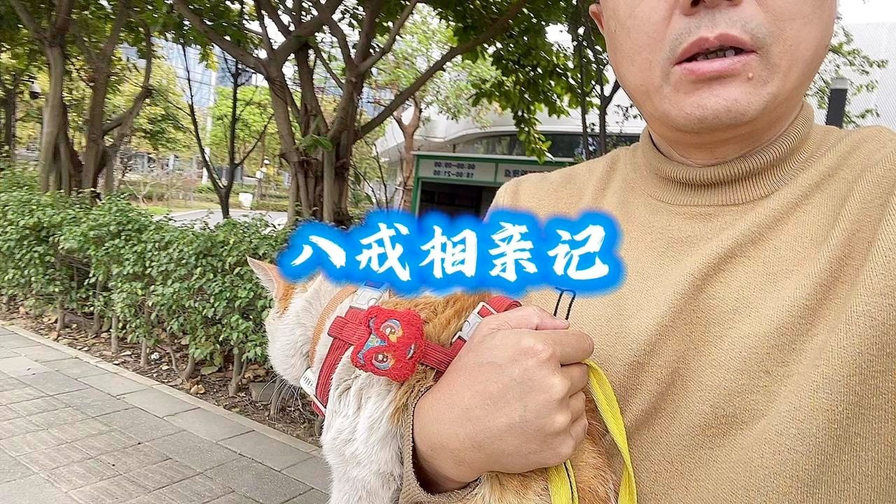 猫咪吵闹要相亲，乘兴而去扫兴归，江湖相见不相识，八戒伤感了