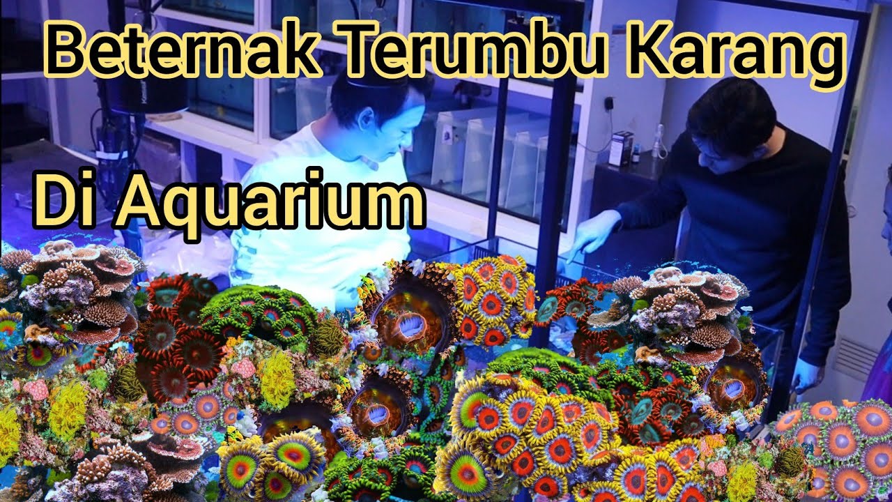 Orang Ini Berhasil Beternak Terumbu Karang Di Aquarium Rumah - Coral Gardening - Coral Planting
