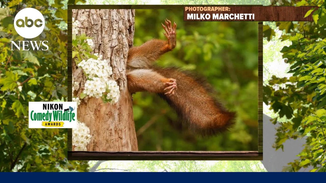 Comedy awards for funniest wildlife photography