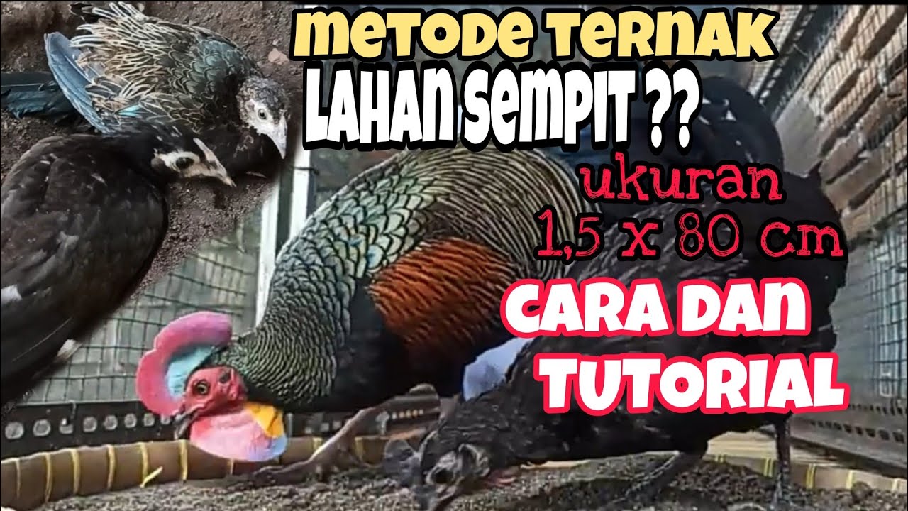 CARA BETERNAK BEKISAR DAN BEKILUS DI LAHAN SEMPIT ( PANDUAN HINGGA BERHASIL)