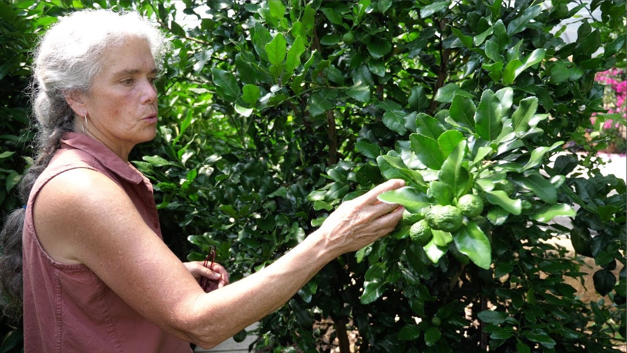Tropical Paradise in Canada? Secrets to Growing Exotic Fruits in Unexpected Climates!