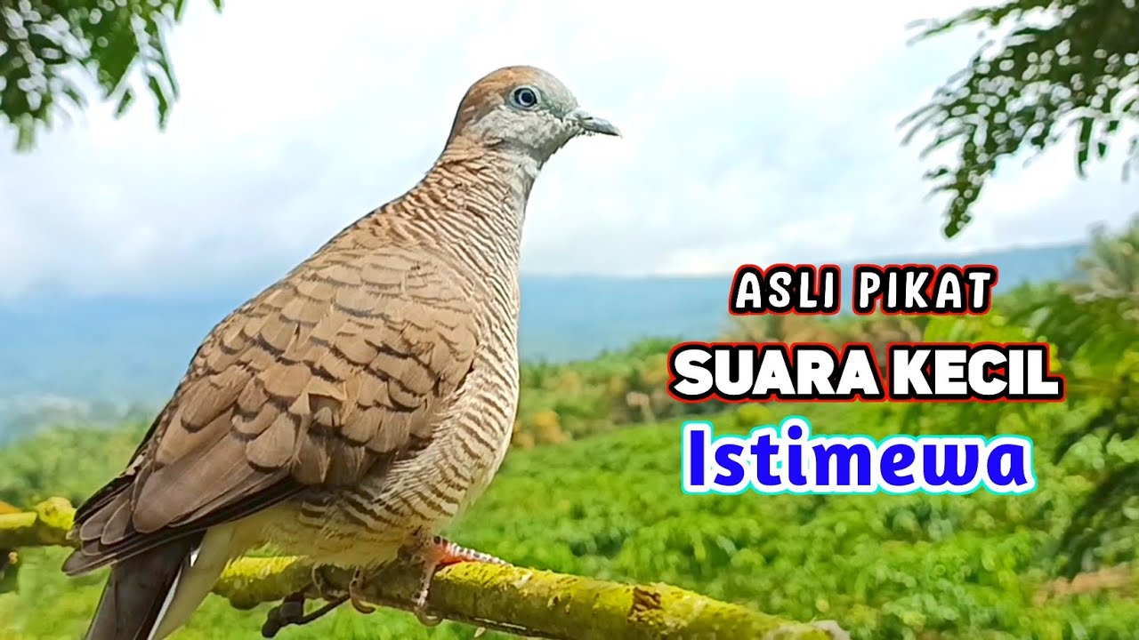 Suara Burung Perkutut Pikat Gacor Untuk Masteran Supaya Langsung Nyaut