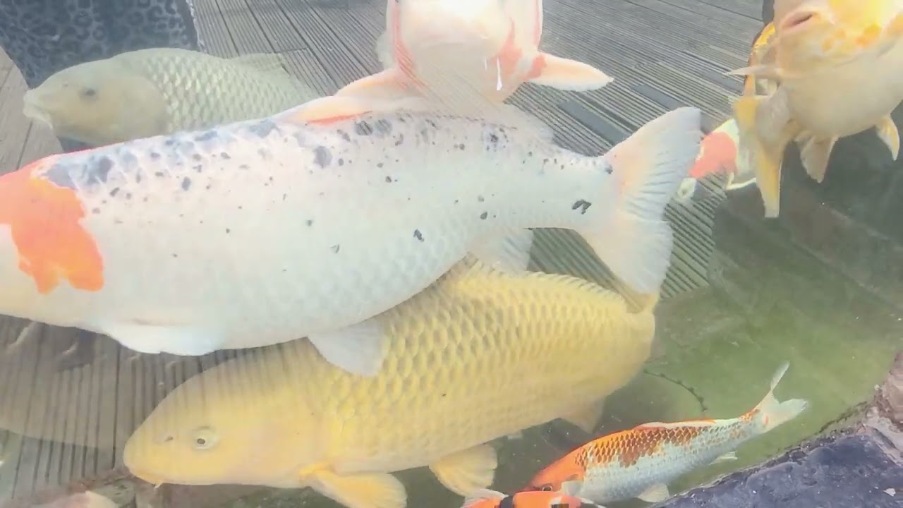 How the Koi Pond looks in May.   SoundCarouselURL: https://pixabay.com/music/dance-carnival-10957/