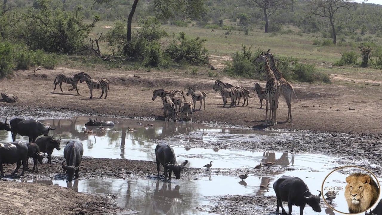 Giraffe, Buffalo And Zebra In Harmony At Kumana Dam In Kruger Park