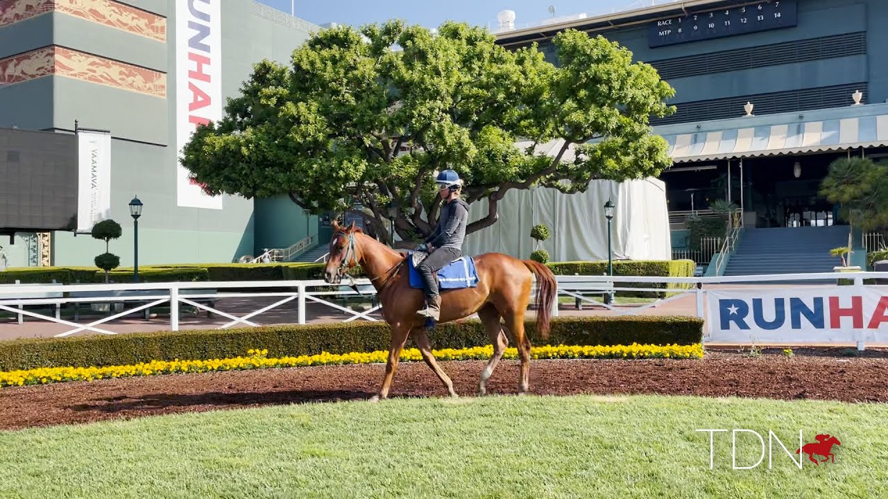 Could Zilkha Be the One? Zenyatta's Youngest Daughter Shows Promise at Shirreffs Barn