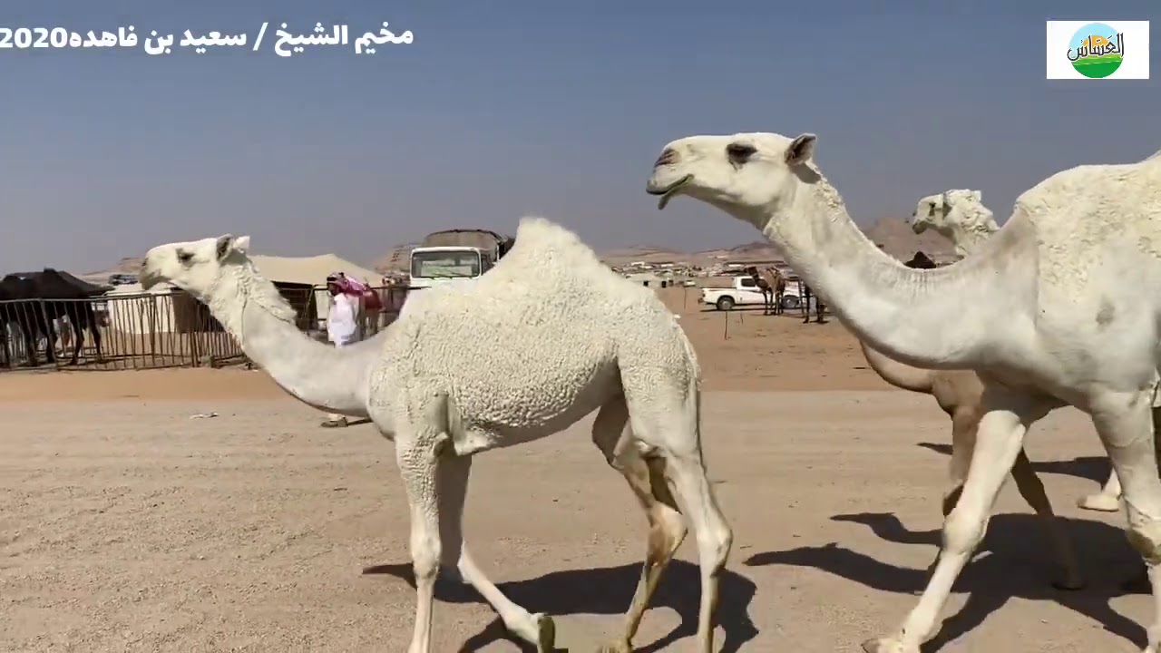 مخيم الشيخ /سعييد ابن فاهده الشهراني في مزاد ضريه 1442/3/15
