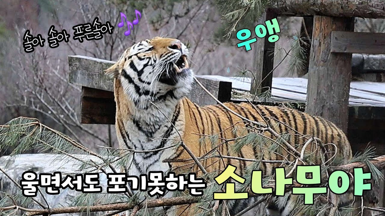 [2026,3,18] 소나무 뜯다가 급 현타와서 우앵 우앵~ 이렇게 귀여우면 심장이💓