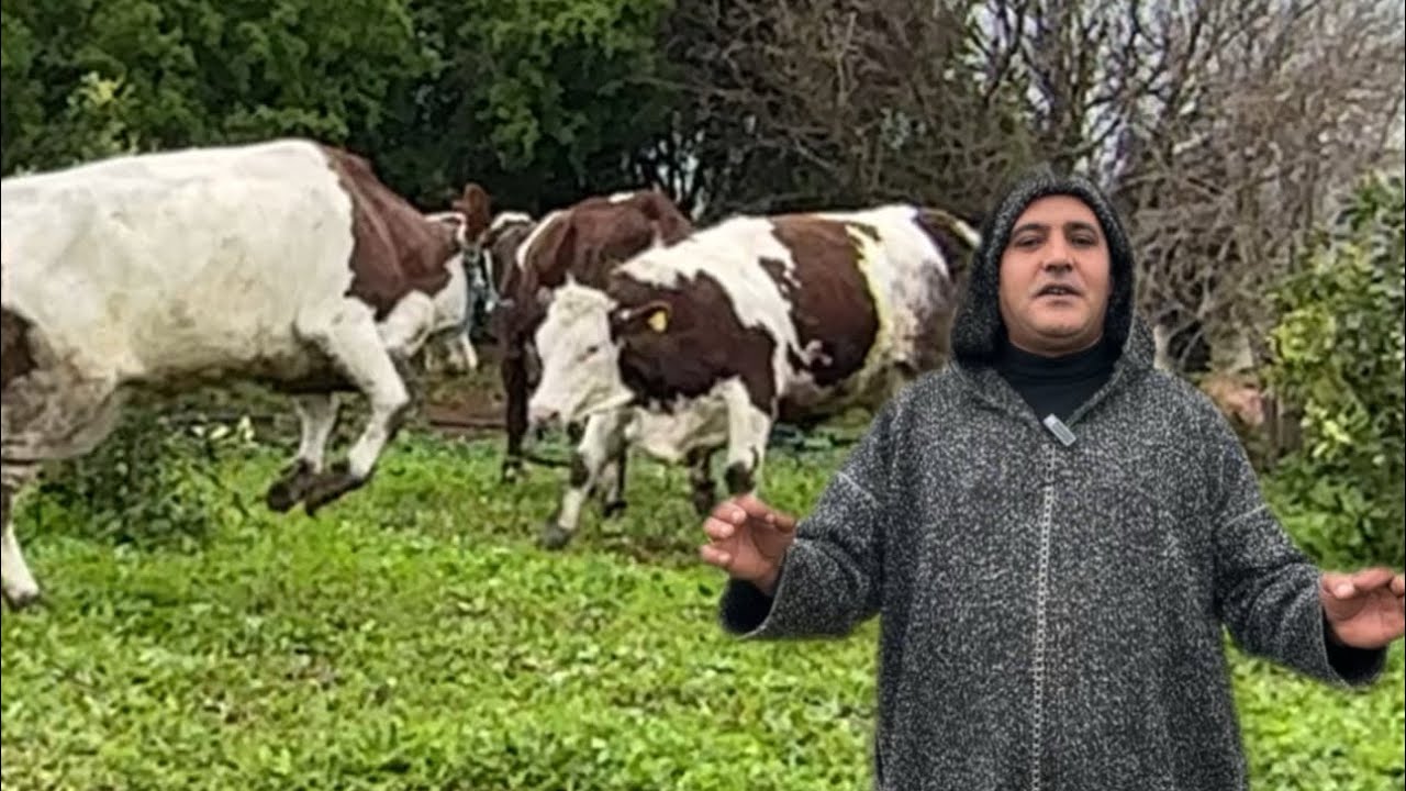 جواج بقرات 🐄 صغارات سلالة المونبليار مستوردات من اوربا للبيع في أرض دكالة المغرب 