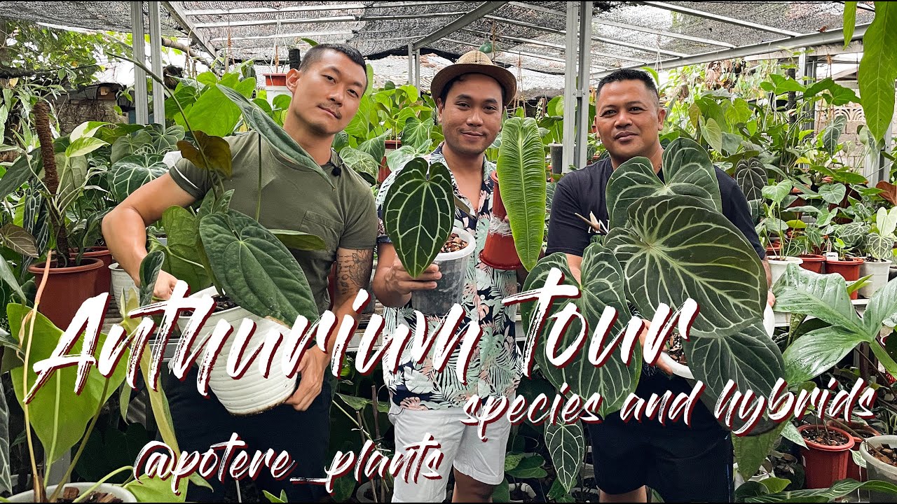 Anthurium Species/Hybrids Tour, Care Tips, Pollination, Hybridization Demonstration @potere_plants
