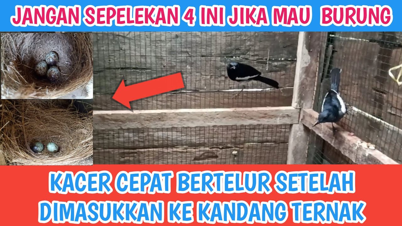 4 CARA AGAR KACER CEPAT BERTELUR SETELAH DIMASUKKAN KE KANDANG TERNAK