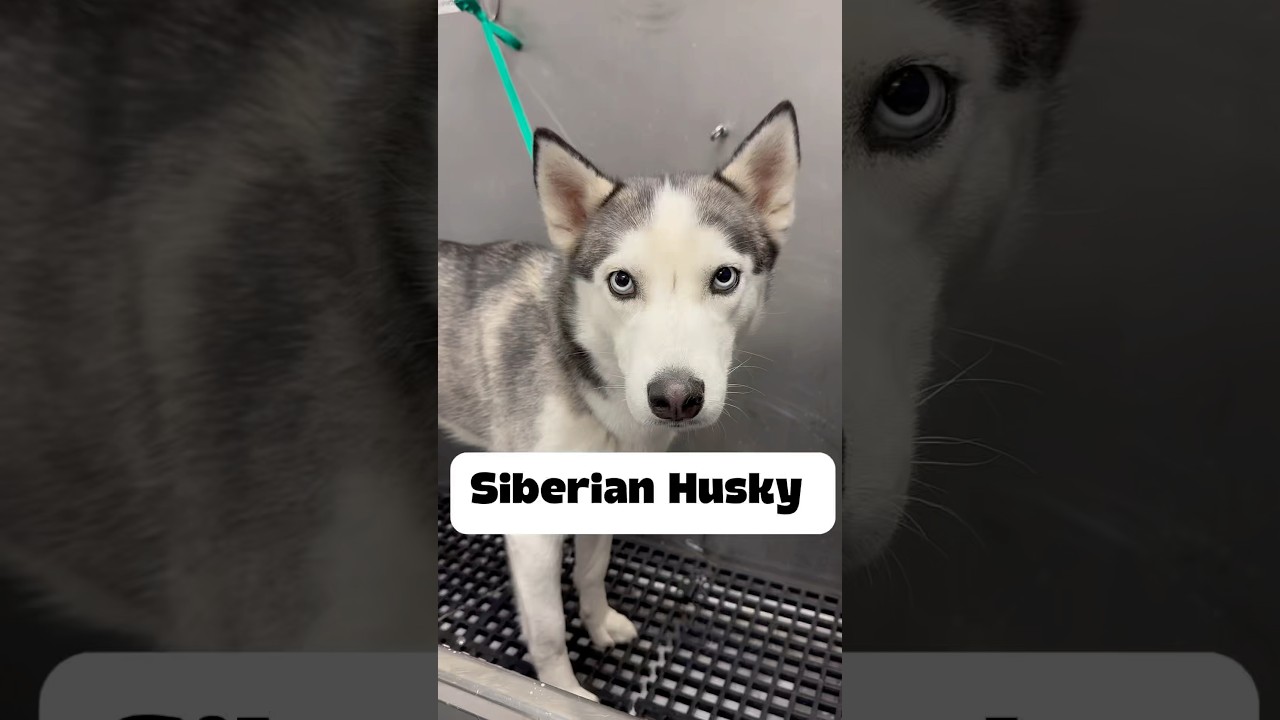 @refuresh brush doing work on this Husky #refuresh #dogbath #huskies #siberianhusky
