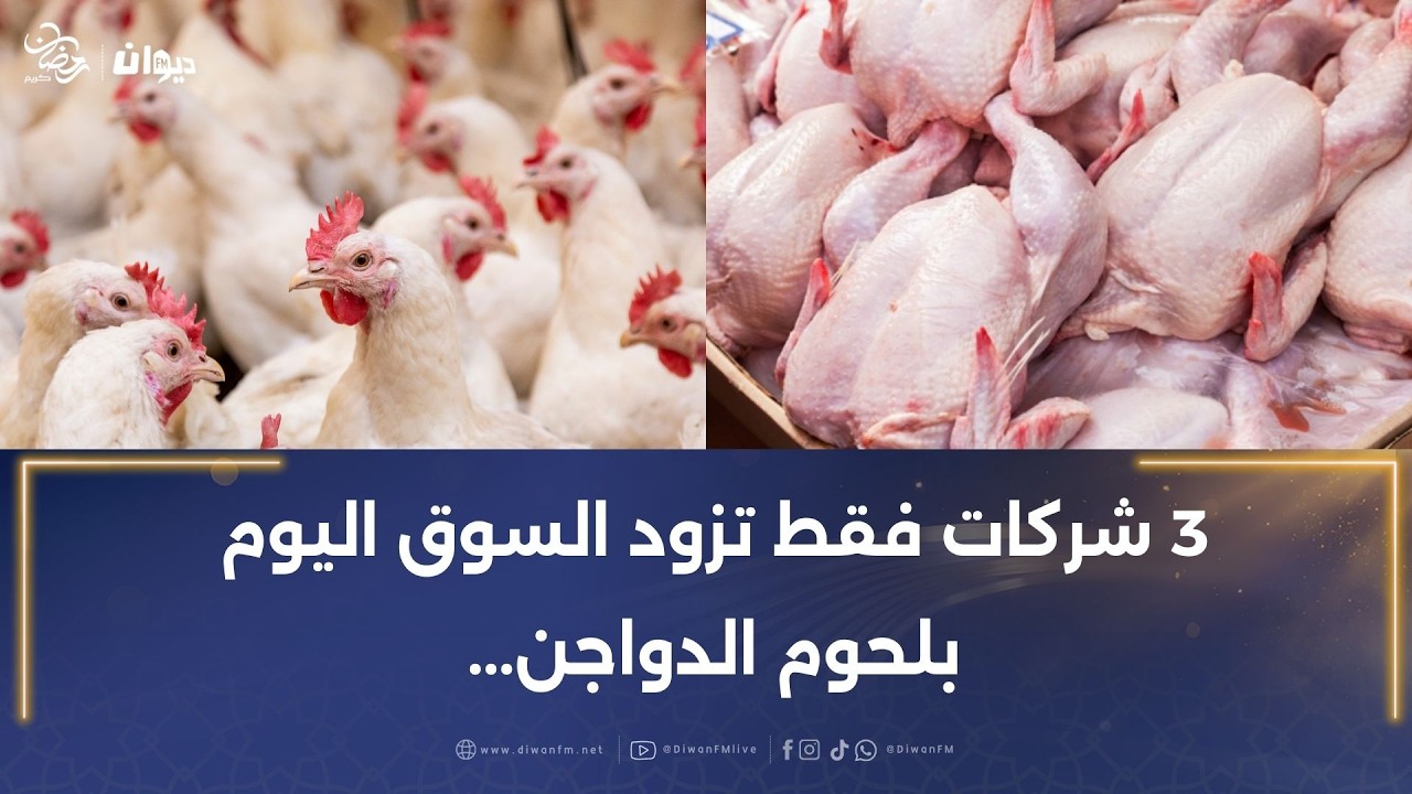 ابراهيم النفزاوي: 3 شركات فقط تزود السوق اليوم بلحوم الدواجن