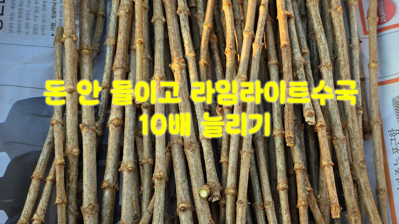돈 안 들이고 라임라이트수국 10배 늘리기###그냥 꽂았을 뿐인데… 라임라이트수국 뿌리 폭발