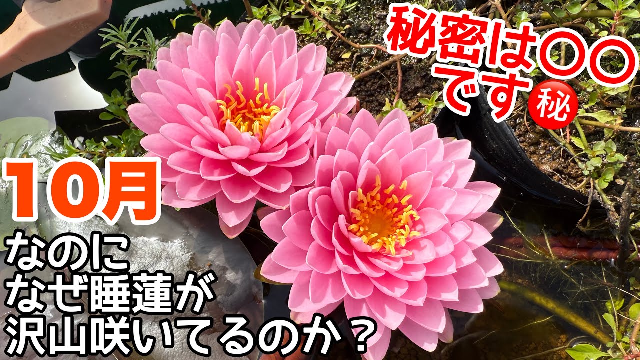 なぜ秋本番の10月でも沢山の睡蓮が咲いてるのか？秋に睡蓮を開花させる方法！メダカ睡蓮ビオトープ