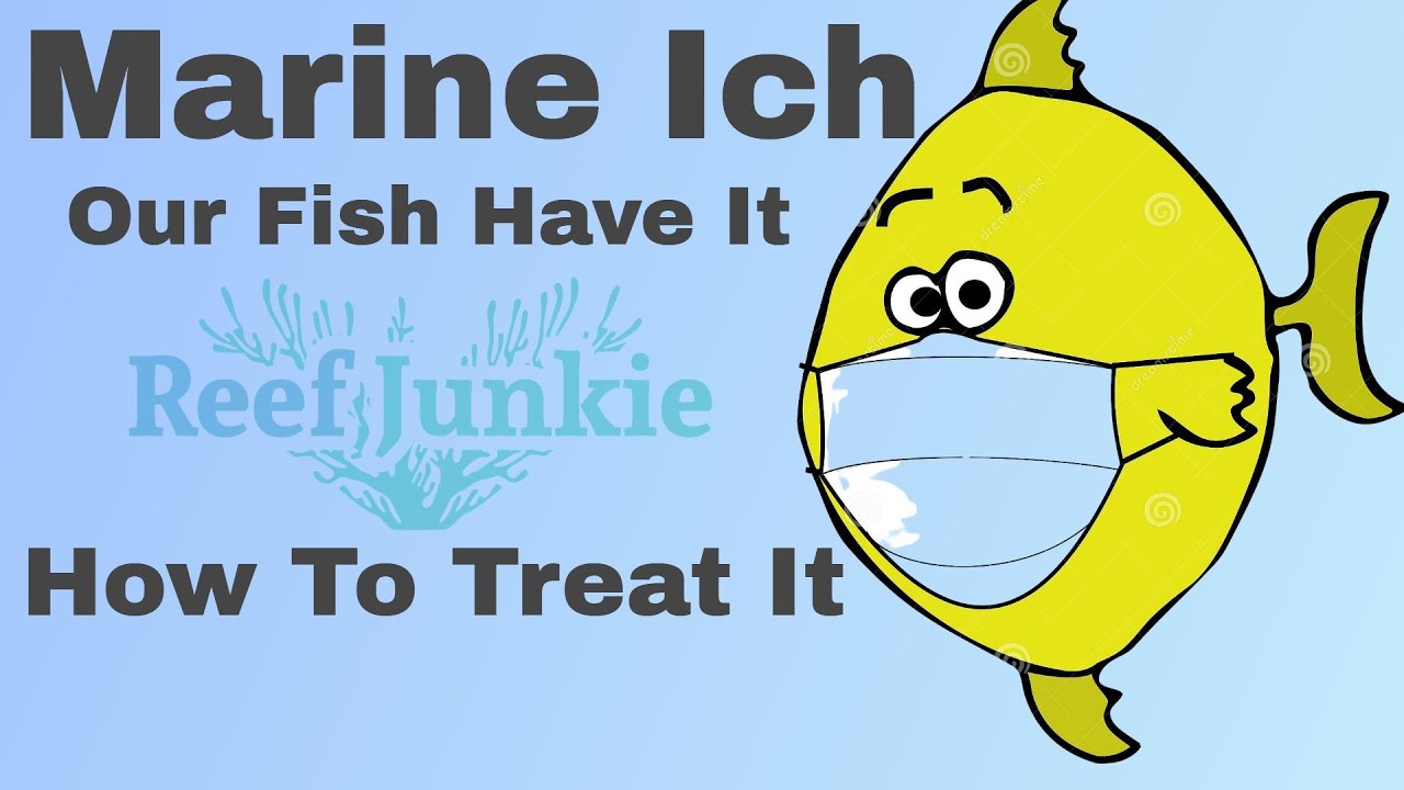 Marine Ich ( Our Fish Have It ) What Is Marine Ich and How To Treat It